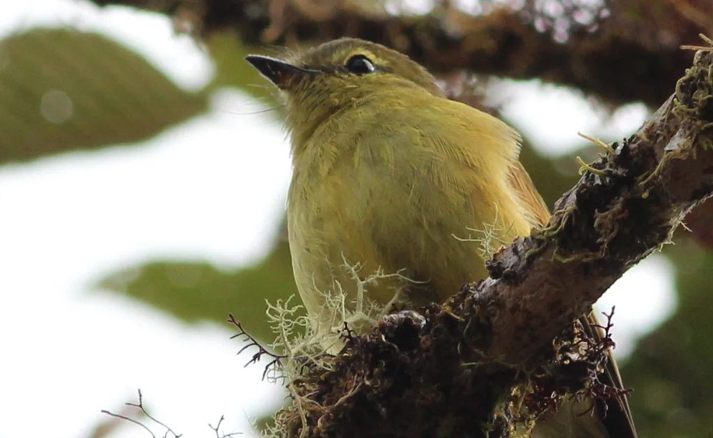 黄斑翅霸鹟（Myiophobus flavicans）
