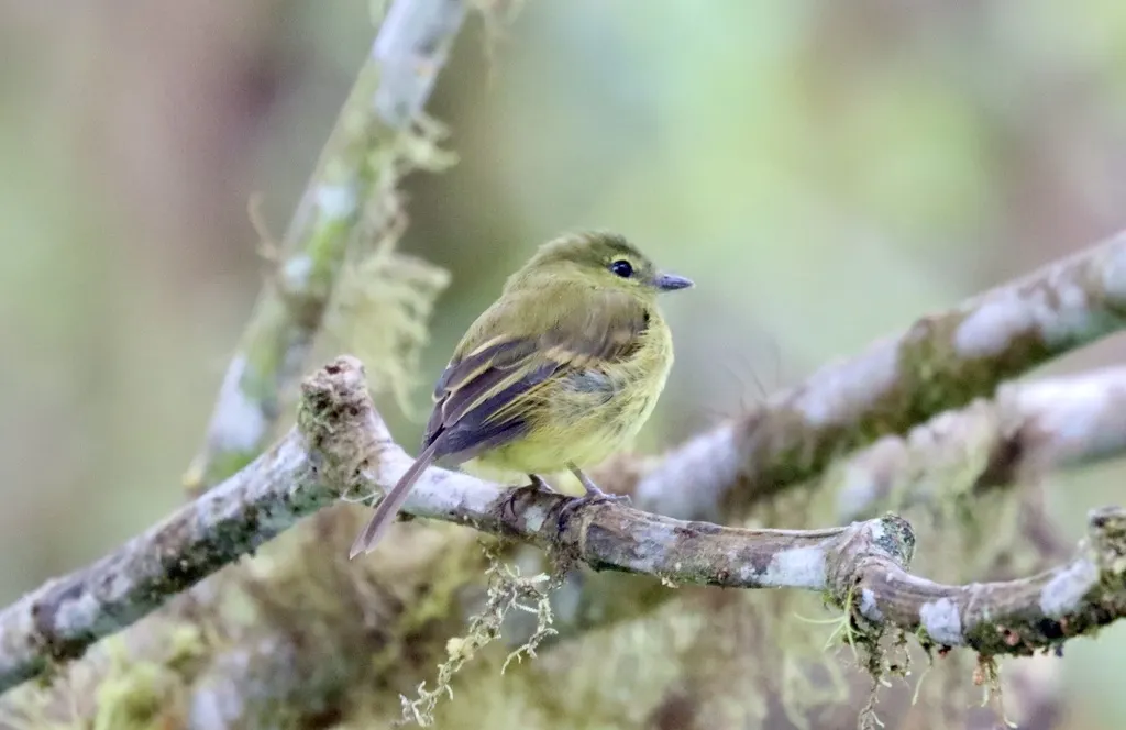 黄斑翅霸鹟（Myiophobus flavicans）