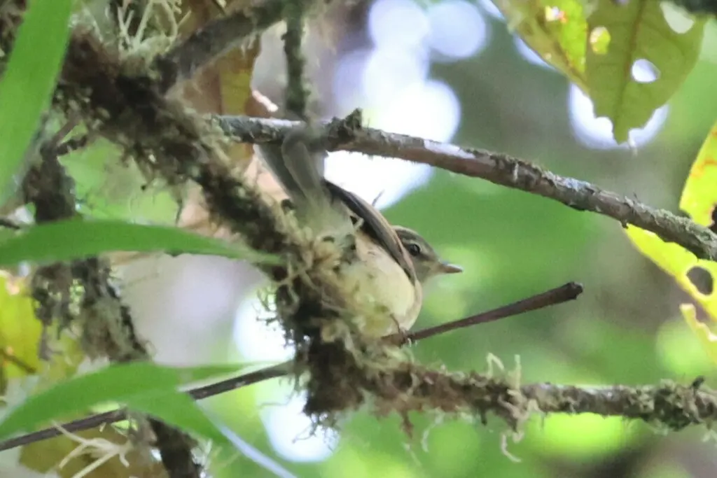 黄斑翅霸鹟（Myiophobus flavicans）