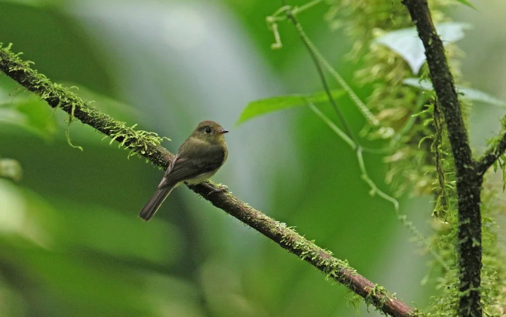 橙冠斑翅霸鹟(Myiophobus phoenicomitra)