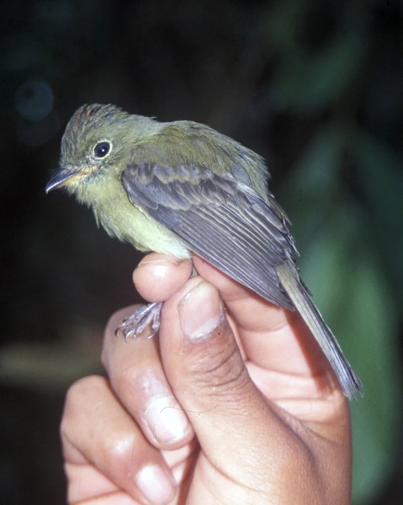 橙冠斑翅霸鹟(Myiophobus phoenicomitra)
