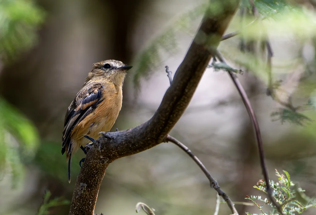 红褐斑翅霸鹟（Myiophobus rufescens）