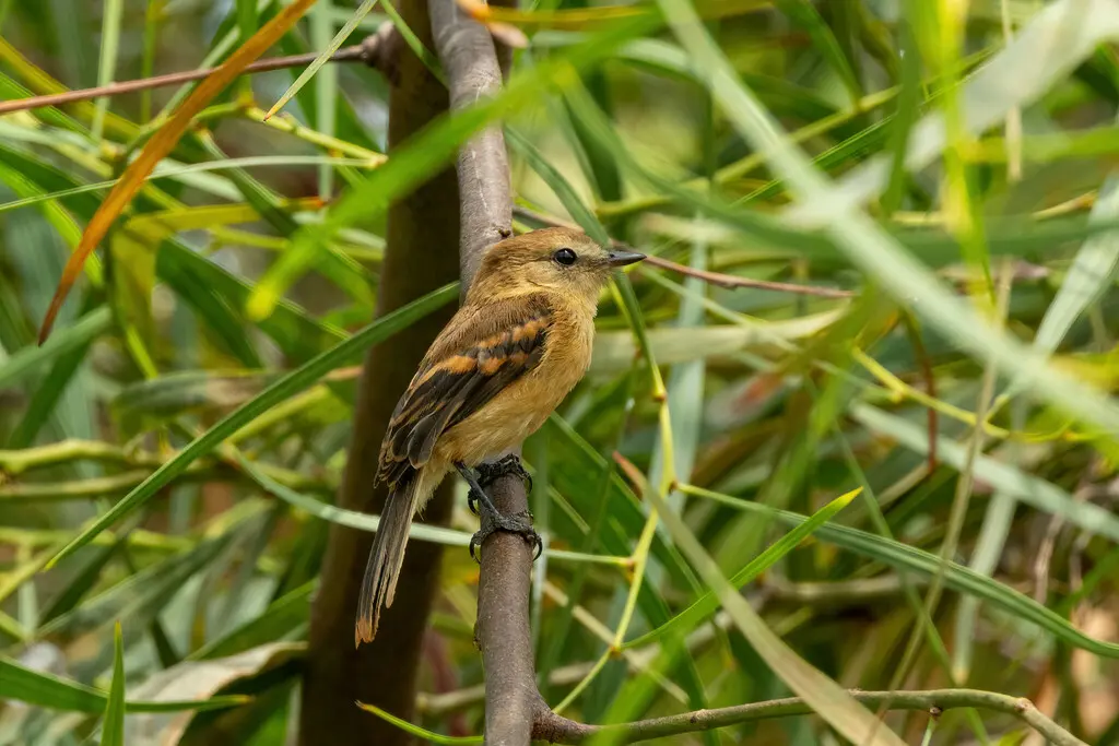 红褐斑翅霸鹟（Myiophobus rufescens）