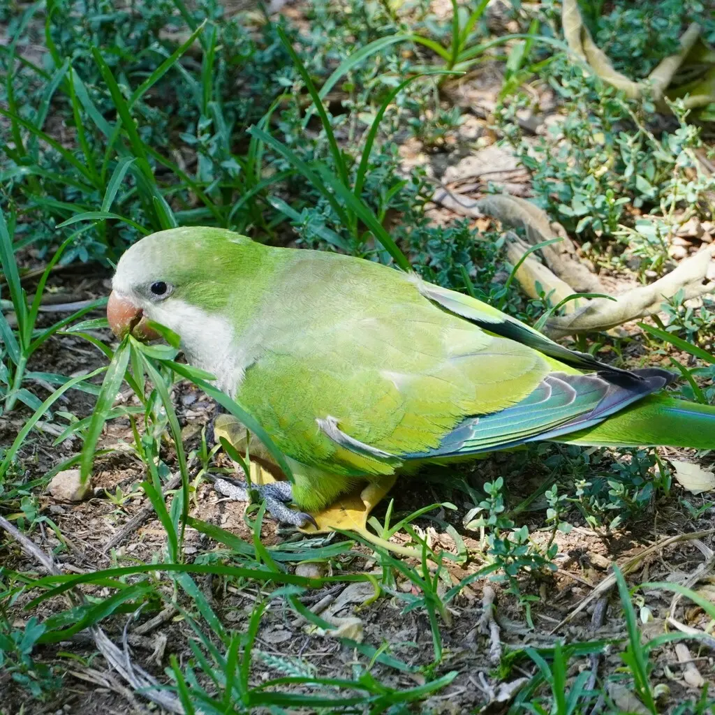 灰胸鹦哥(Myiopsitta monachus)