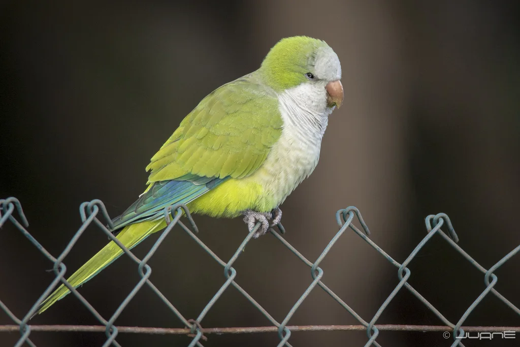 灰胸鹦哥(Myiopsitta monachus)