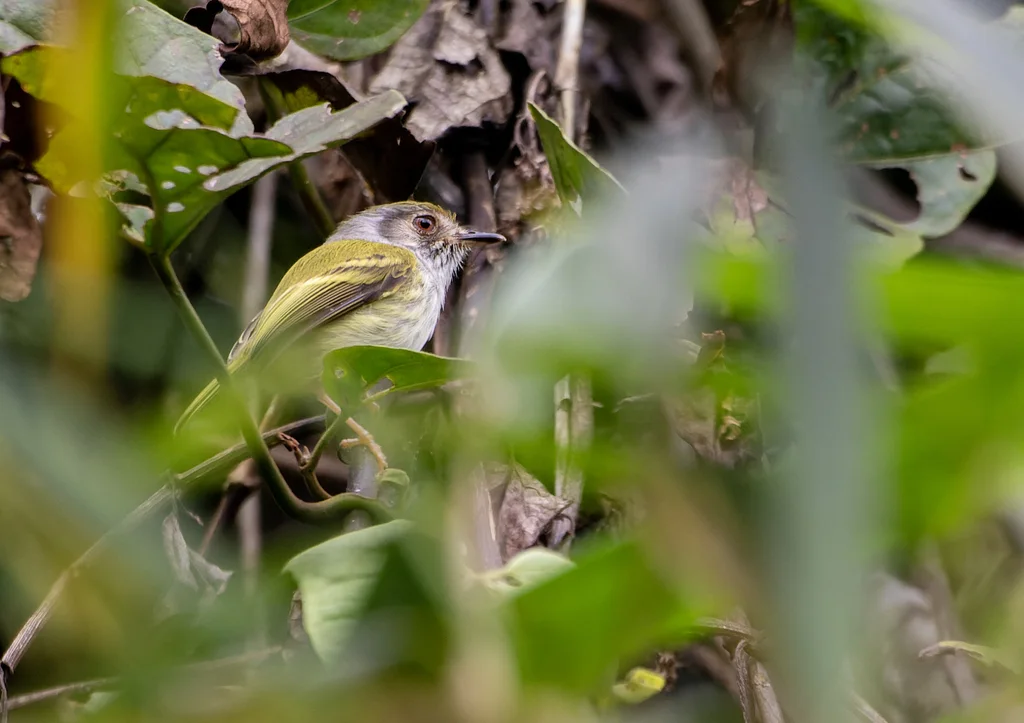 白胸侏霸鹟(Myiornis albiventris)