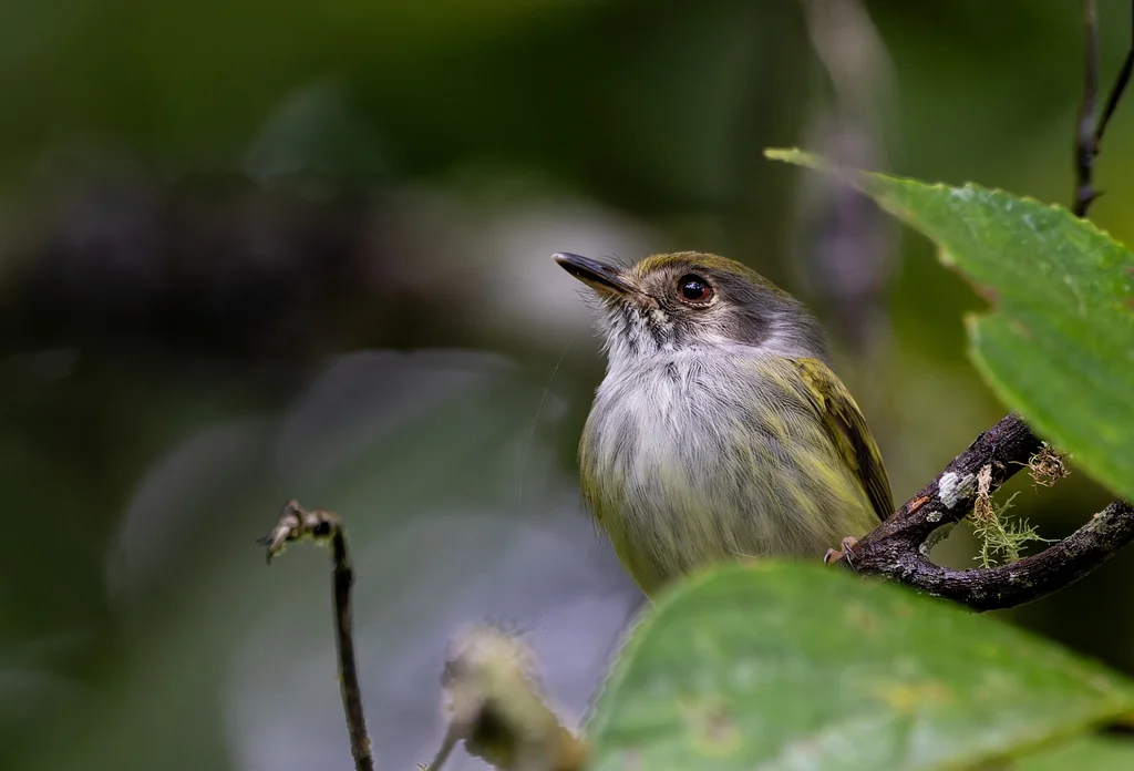 白胸侏霸鹟(Myiornis albiventris)