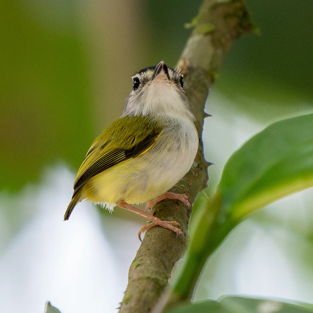 黑顶侏霸鹟(Myiornis atricapillus)