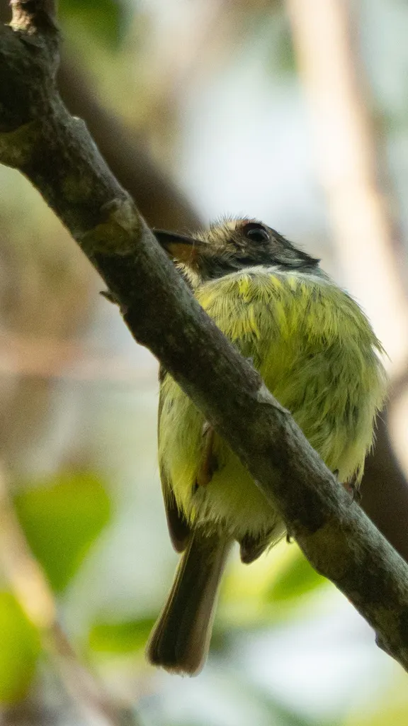 角侏霸鹟(Myiornis auricularis)