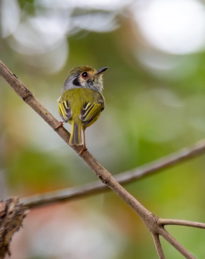 角侏霸鹟(Myiornis auricularis)