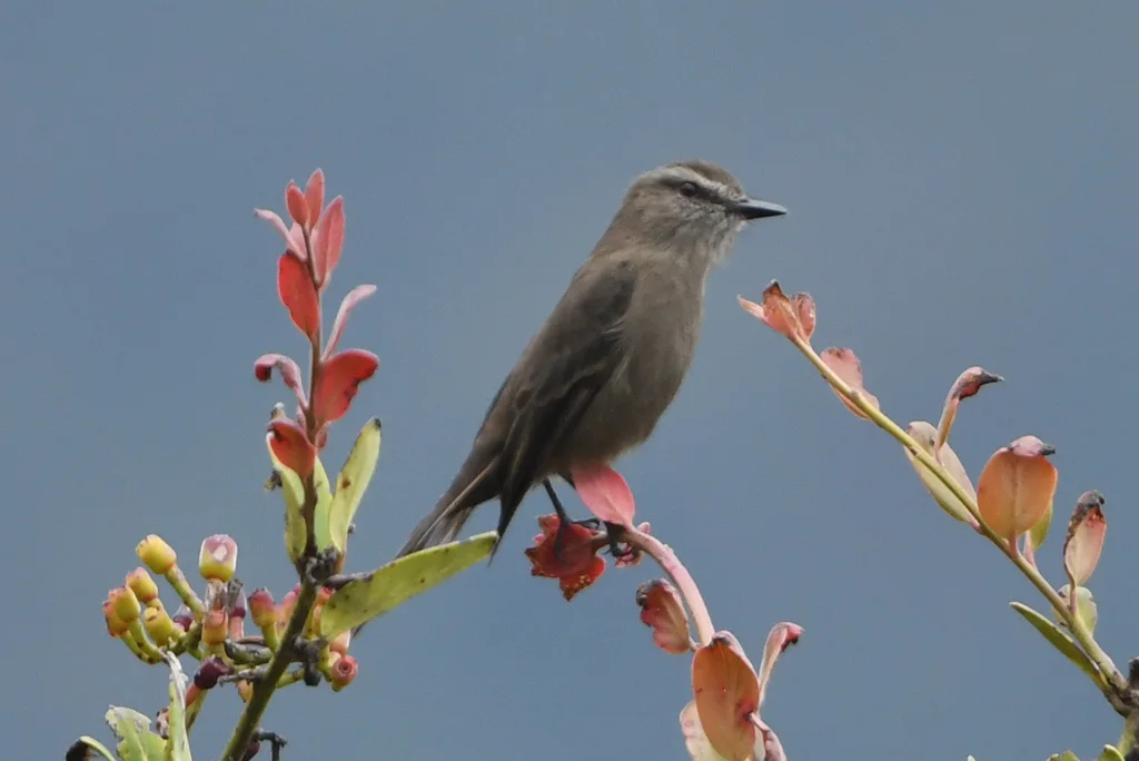 烟色丛霸鹟（Myiotheretes fumigatus）