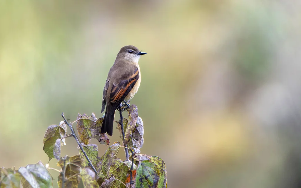 棕腹丛霸鹟（Myiotheretes fuscorufus）