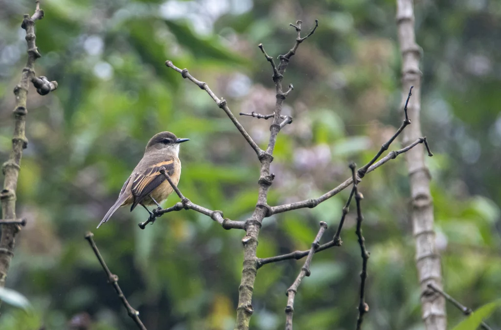 棕腹丛霸鹟（Myiotheretes fuscorufus）