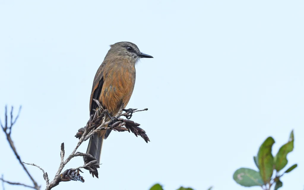 哥伦比亚丛霸鹟(Myiotheretes pernix)