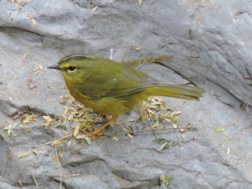 双斑王森莺(Myiothlypis bivittata)