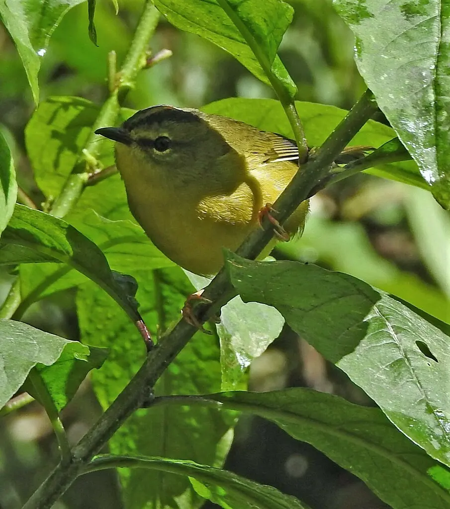 双斑王森莺(Myiothlypis bivittata)
