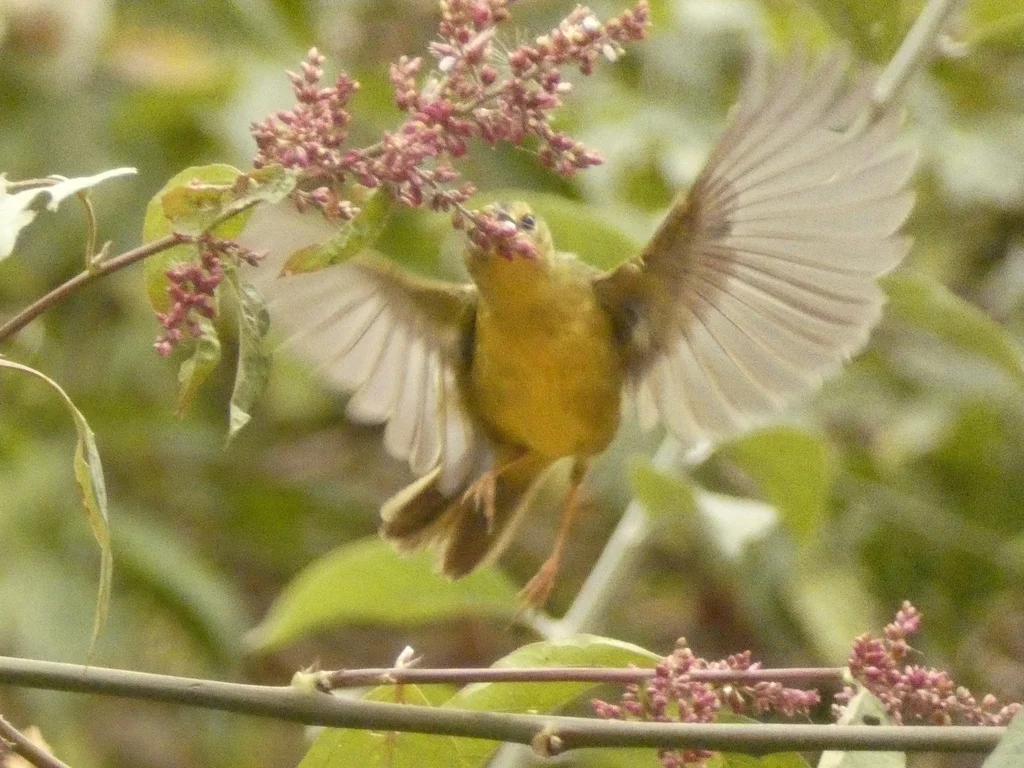 双斑王森莺(Myiothlypis bivittata)