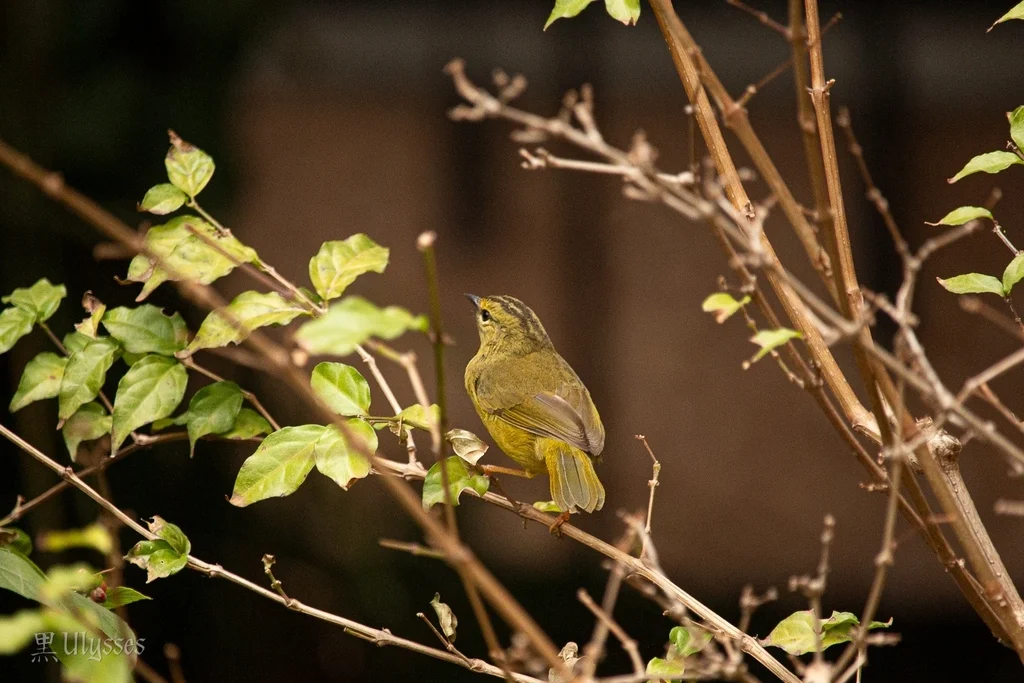 双斑王森莺(Myiothlypis bivittata)
