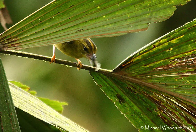 乔科王森莺(Myiothlypis chlorophrys)