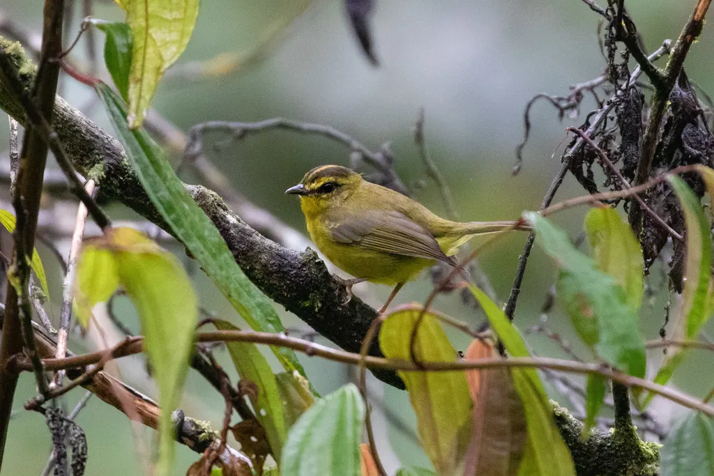 金腹王森莺(Myiothlypis chrysogaster)