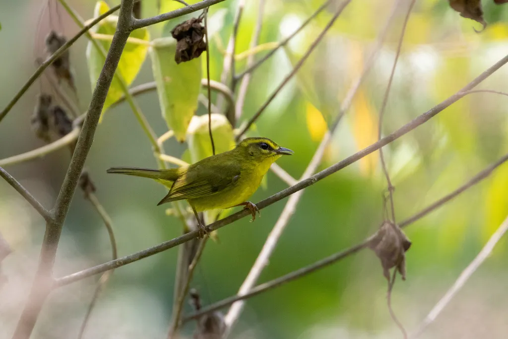 金腹王森莺(Myiothlypis chrysogaster)