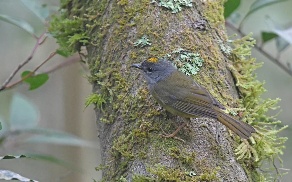 灰喉王森莺（Myiothlypis cinereicollis）