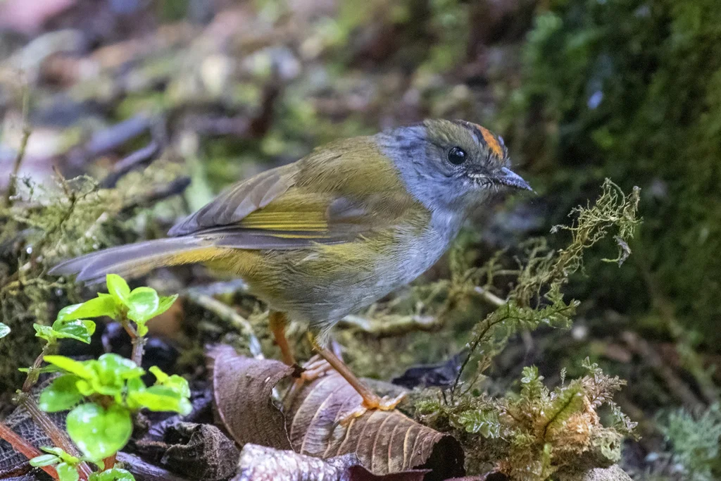 褐冠王森莺(Myiothlypis coronata)