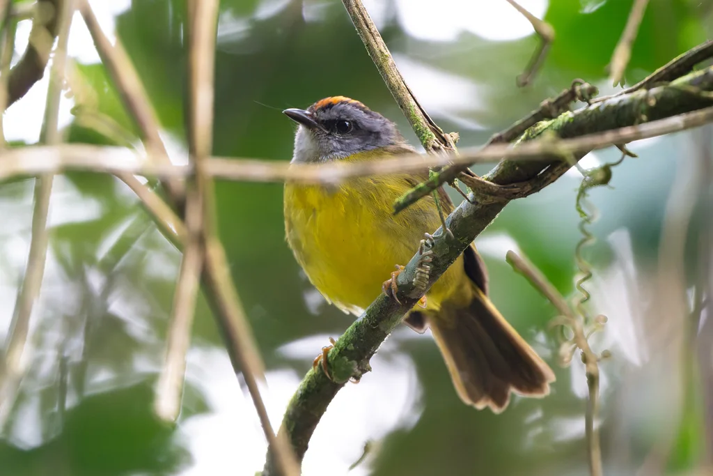 褐冠王森莺(Myiothlypis coronata)