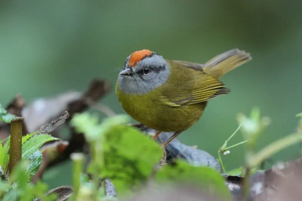 褐冠王森莺(Myiothlypis coronata)