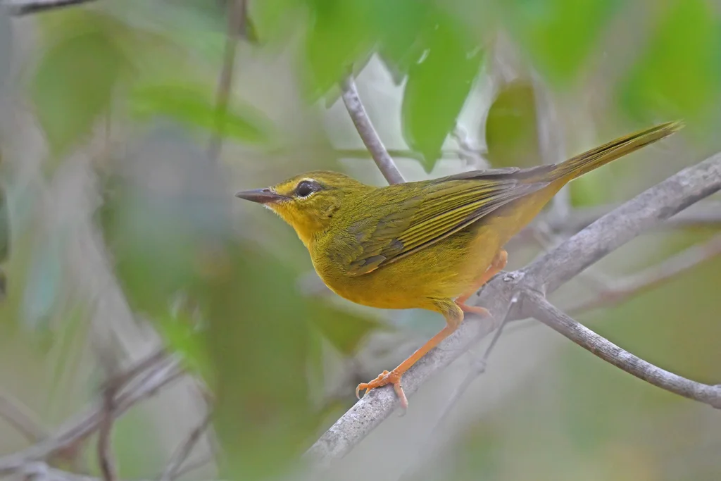 黄王森莺(Myiothlypis flaveola)