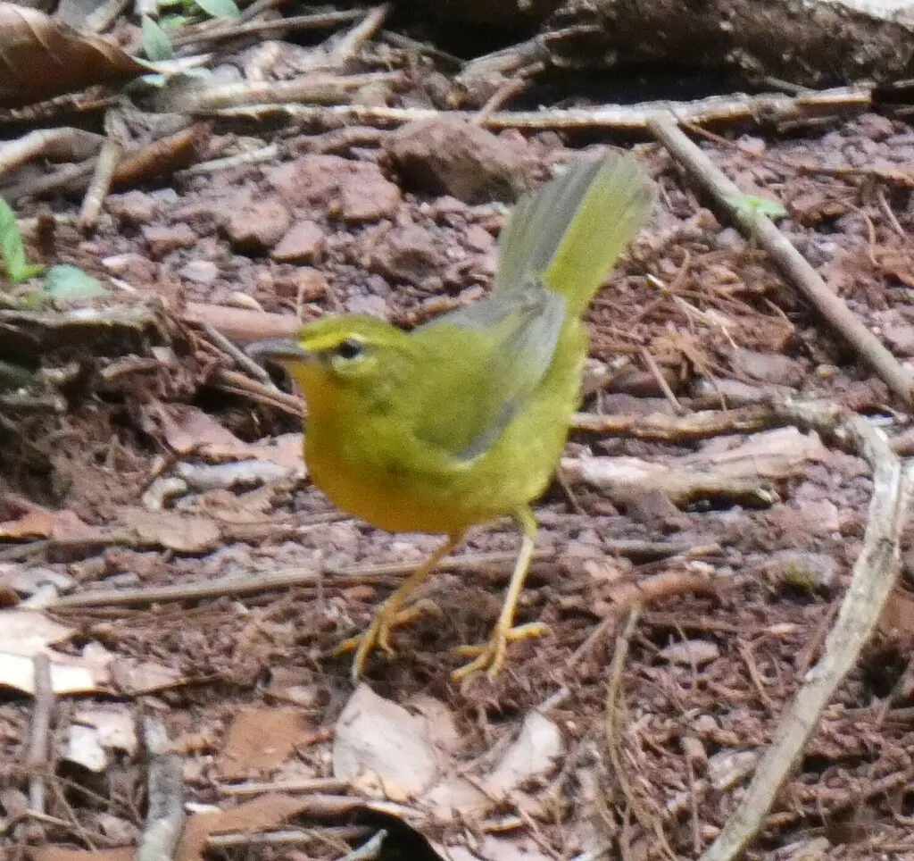 黄王森莺(Myiothlypis flaveola)