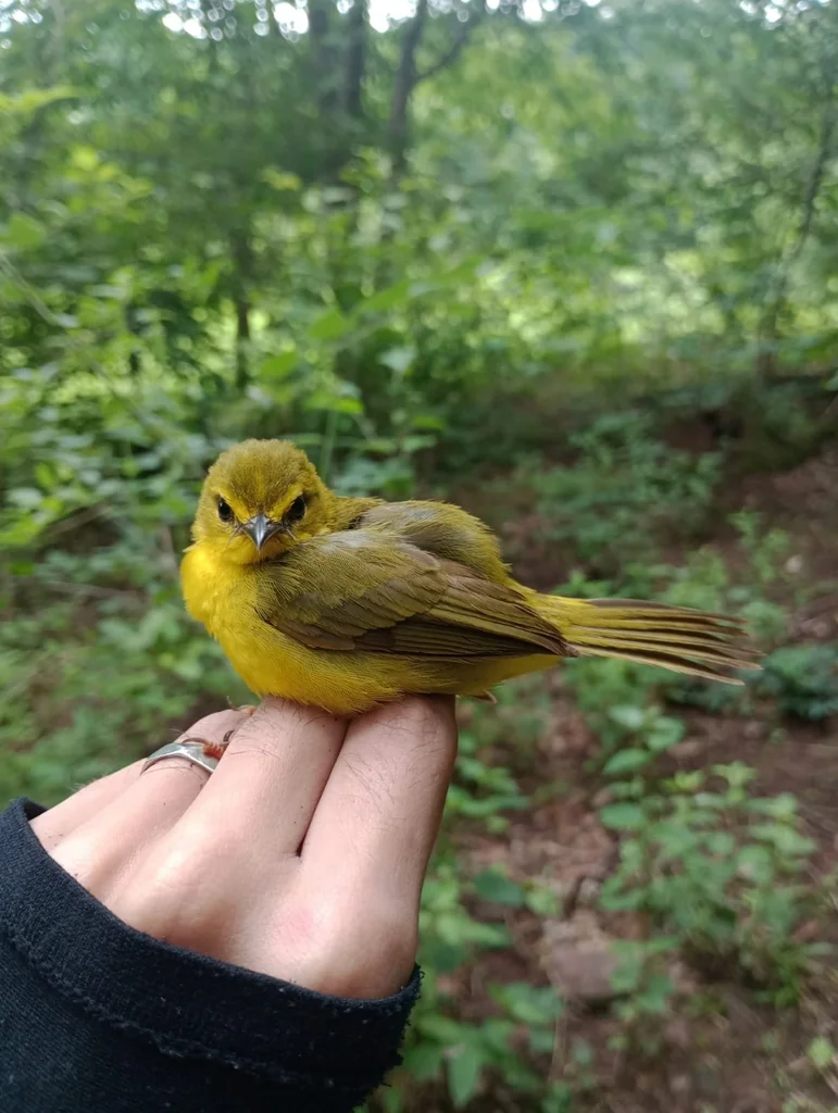 黄王森莺(Myiothlypis flaveola)