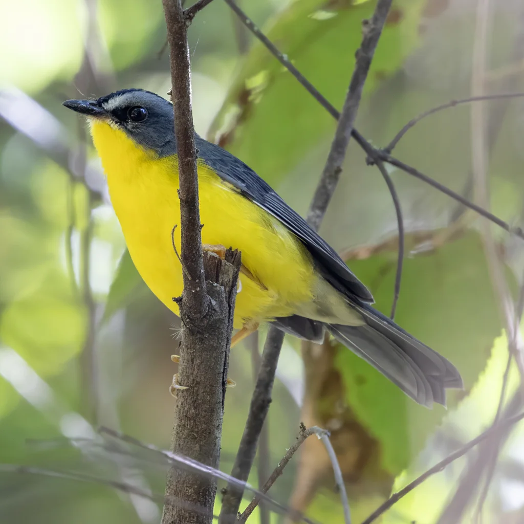 灰黄王森莺(Myiothlypis fraseri)