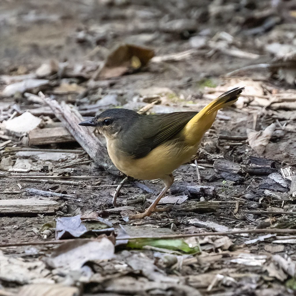 黄腰王森莺(Myiothlypis fulvicauda)
