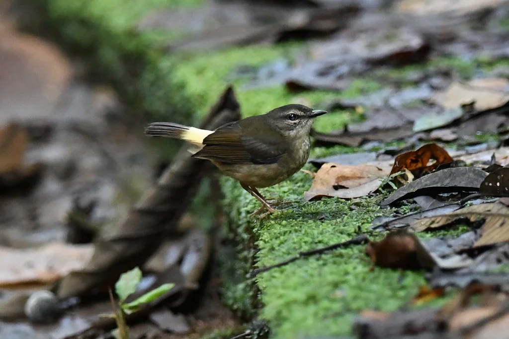 黄腰王森莺(Myiothlypis fulvicauda)