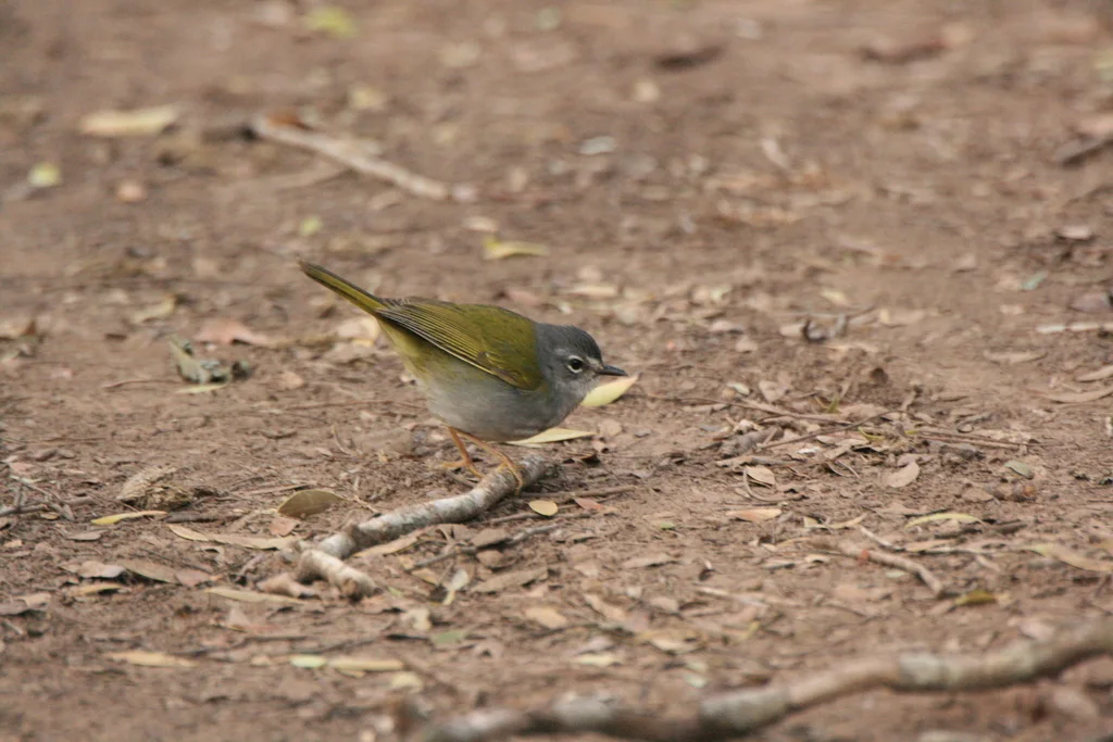 白眉王森莺(Myiothlypis leucoblephara)