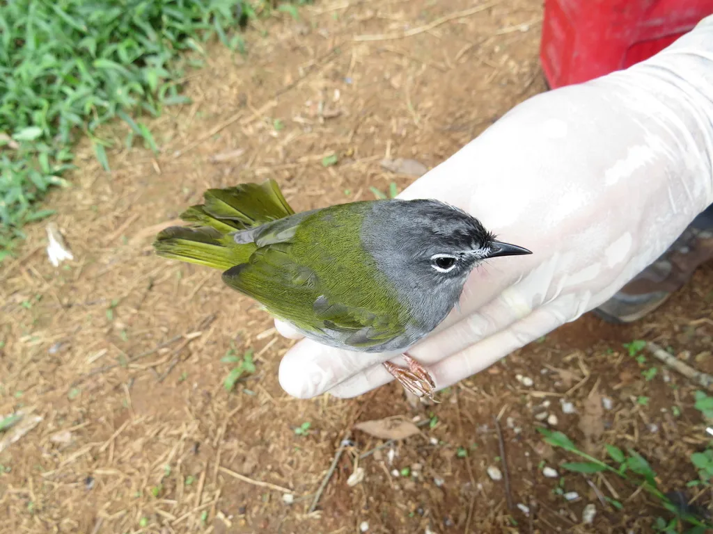 白眉王森莺(Myiothlypis leucoblephara)