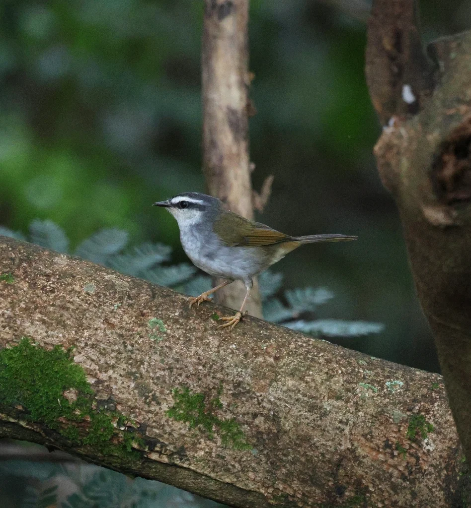 白纹王森莺(Myiothlypis leucophrys)