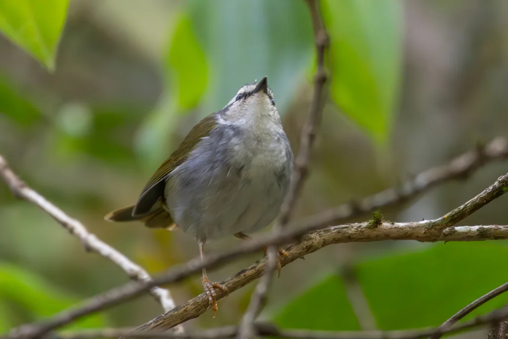 白纹王森莺(Myiothlypis leucophrys)