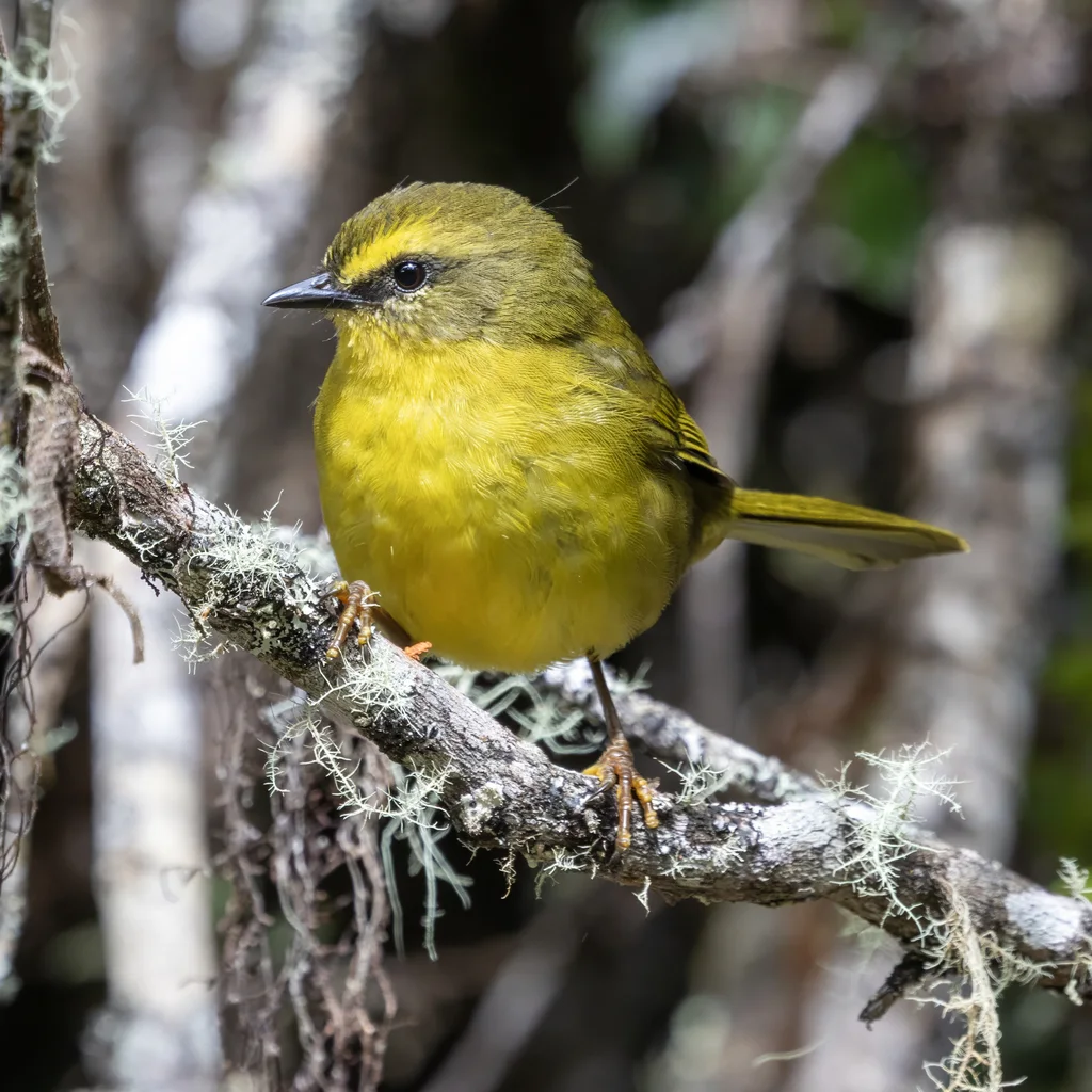 柠黄王森莺（Myiothlypis luteoviridis）