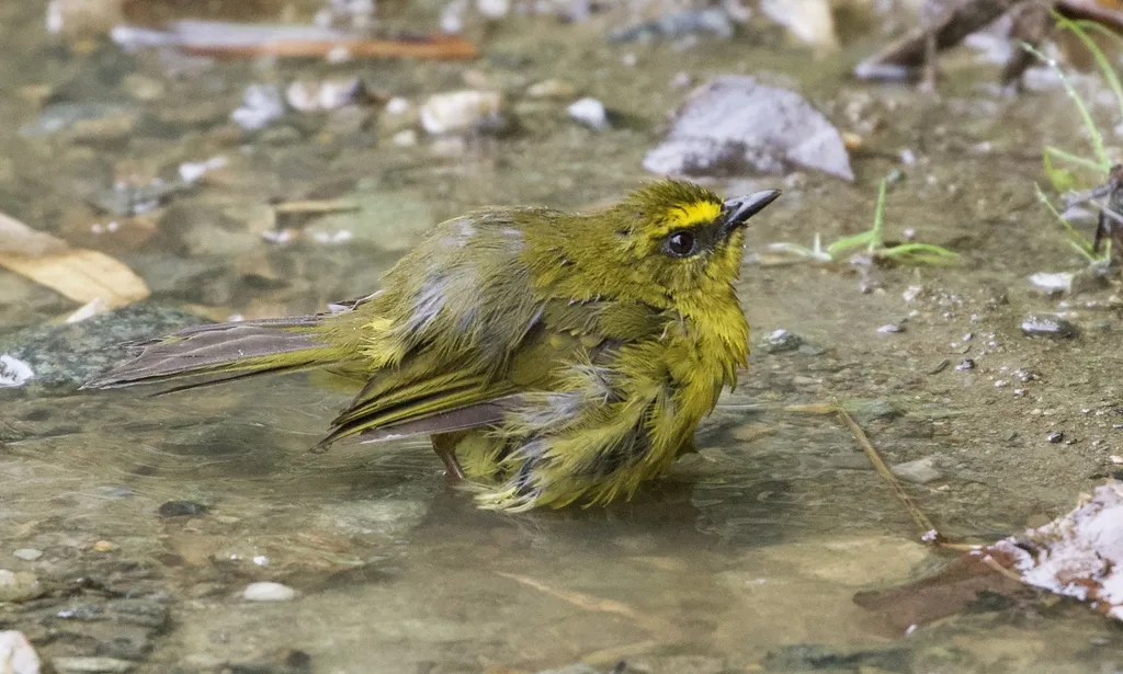 柠黄王森莺（Myiothlypis luteoviridis）