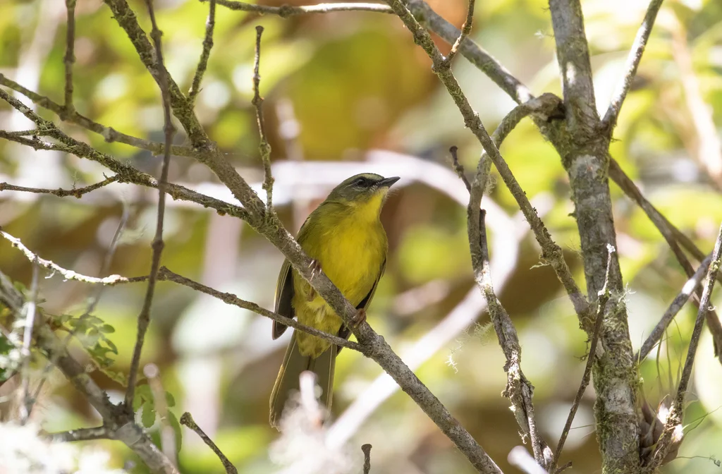 柠黄王森莺（Myiothlypis luteoviridis）