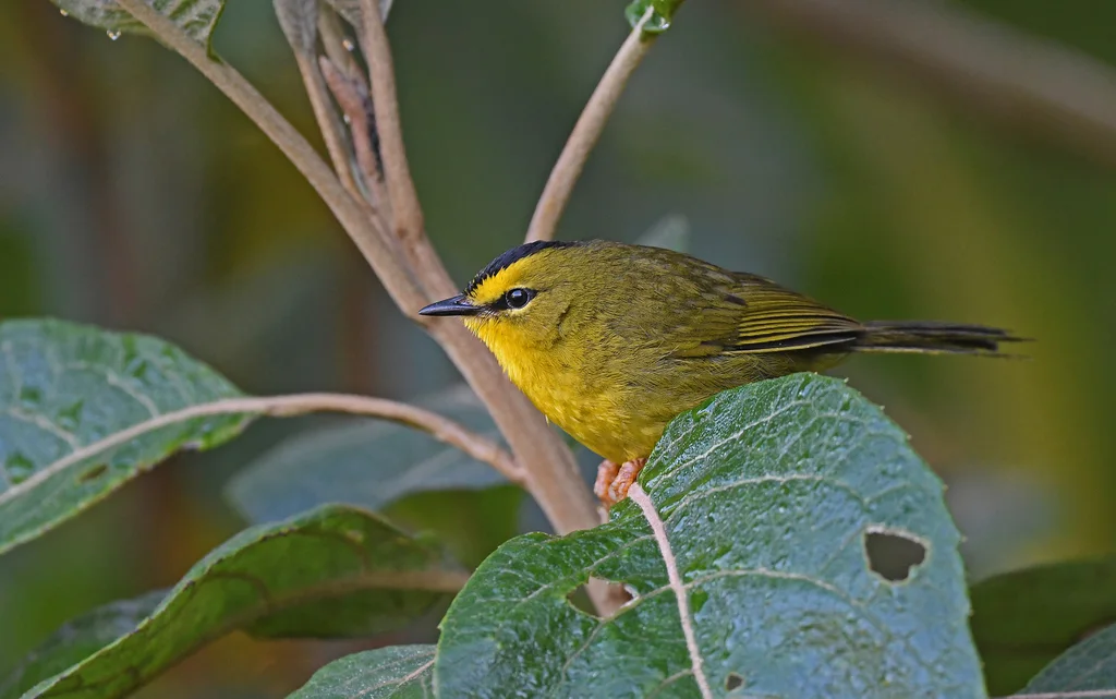 黑冠王森莺(Myiothlypis nigrocristata)