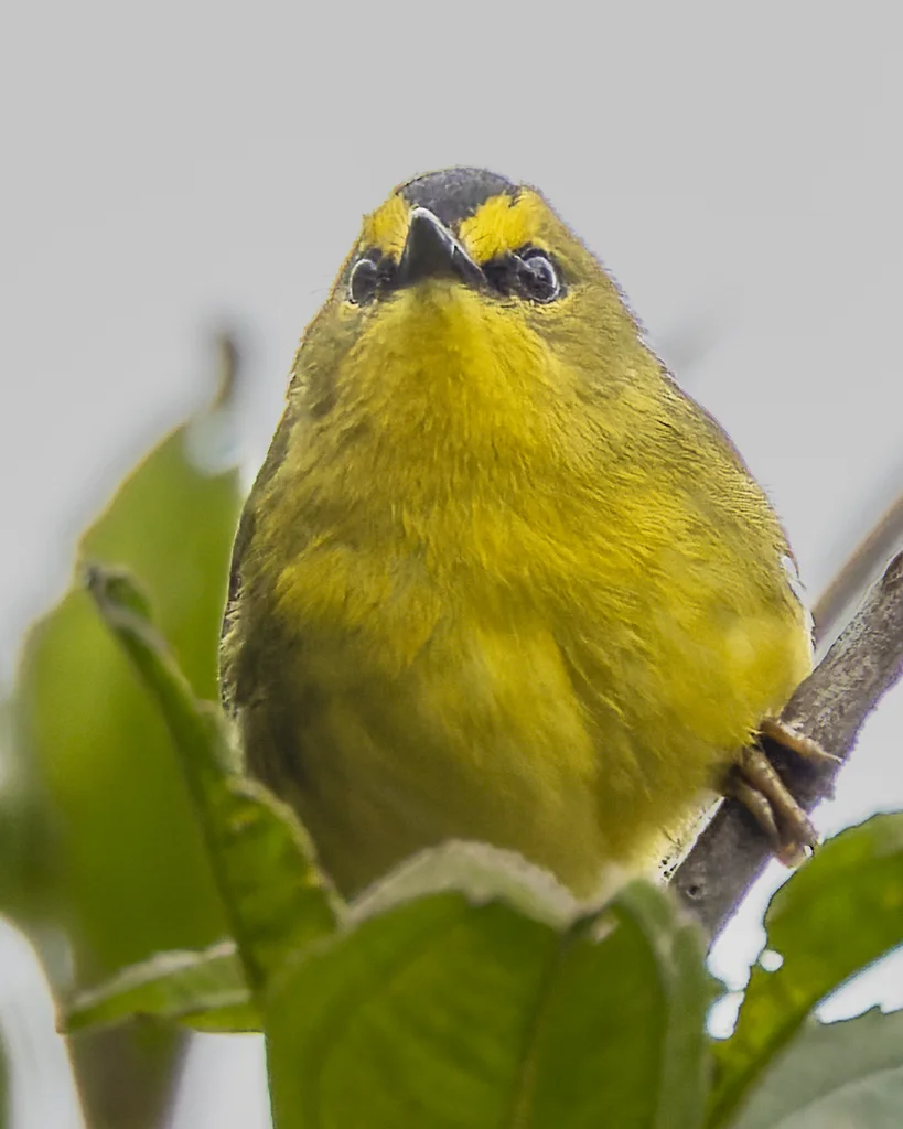 黑冠王森莺(Myiothlypis nigrocristata)