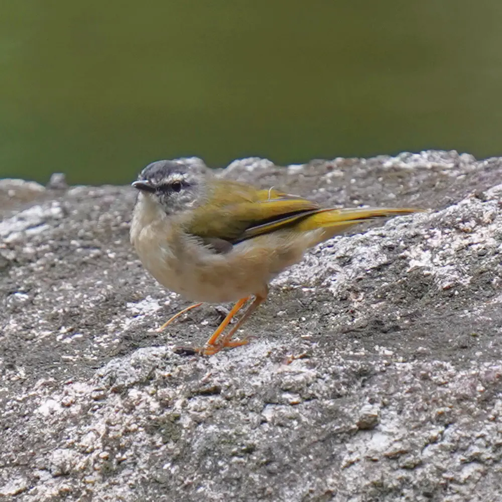 河岸王森莺（Myiothlypis rivularis）