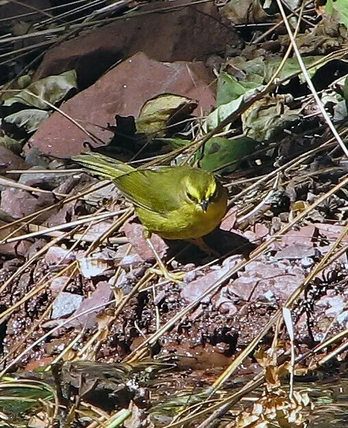 淡脚王森莺(Myiothlypis signata)