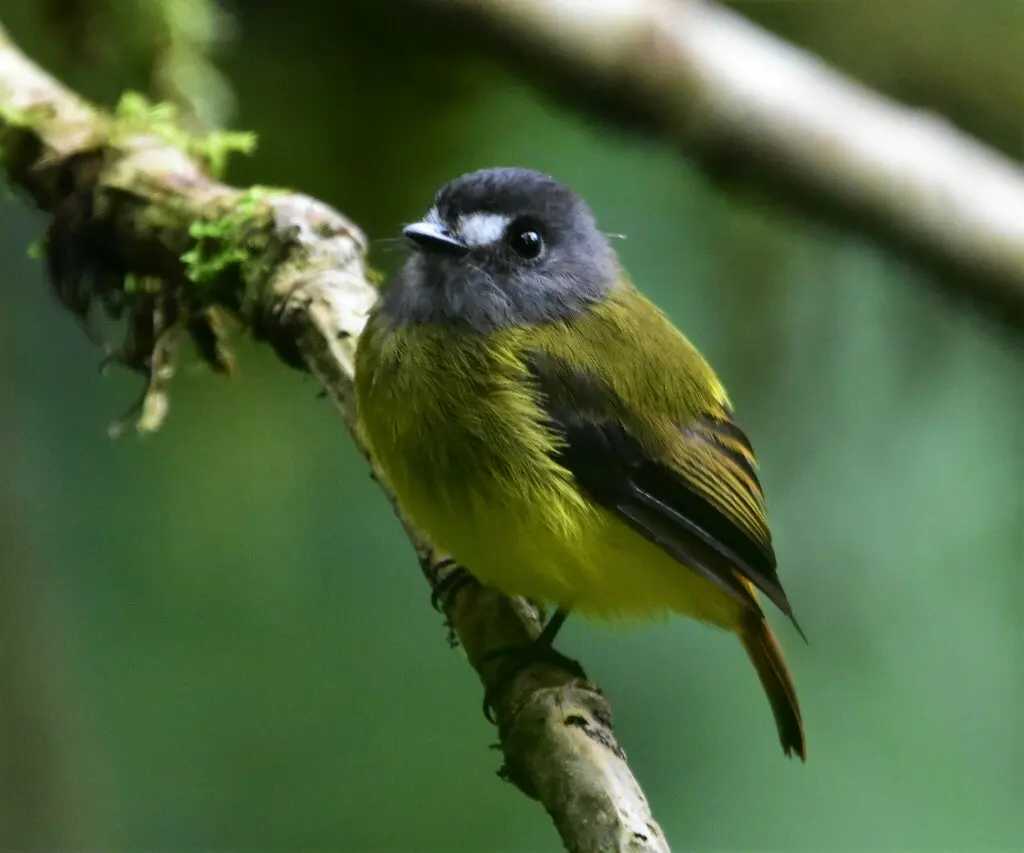 华丽霸鹟(Myiotriccus ornatus)