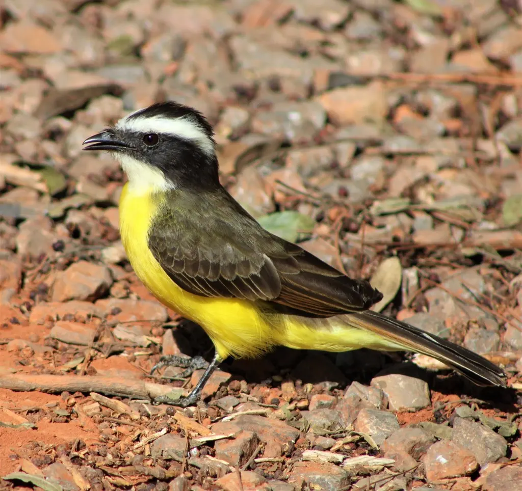锈边短嘴霸鹟(Myiozetetes cayanensis)