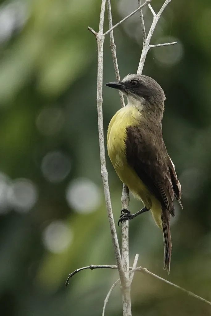 灰顶短嘴霸鹟（Myiozetetes granadensis）