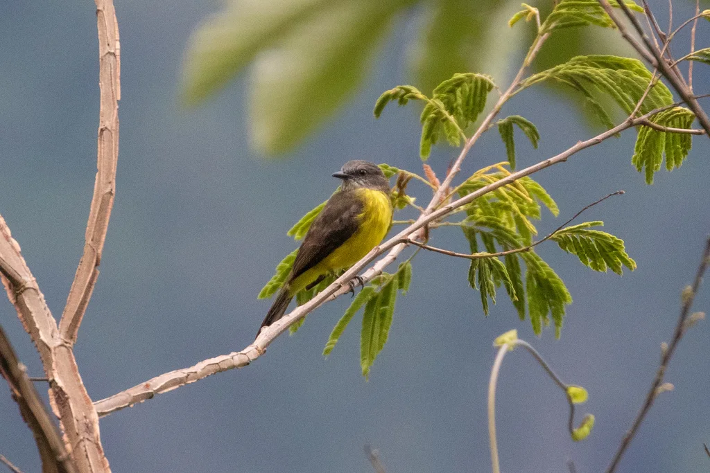 暗胸短嘴霸鹟(Myiozetetes luteiventris)